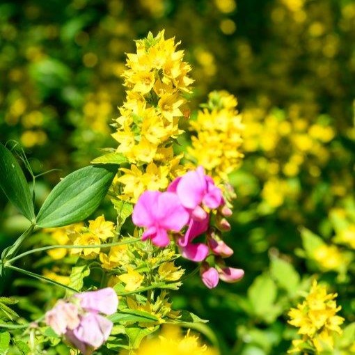 gul blomst