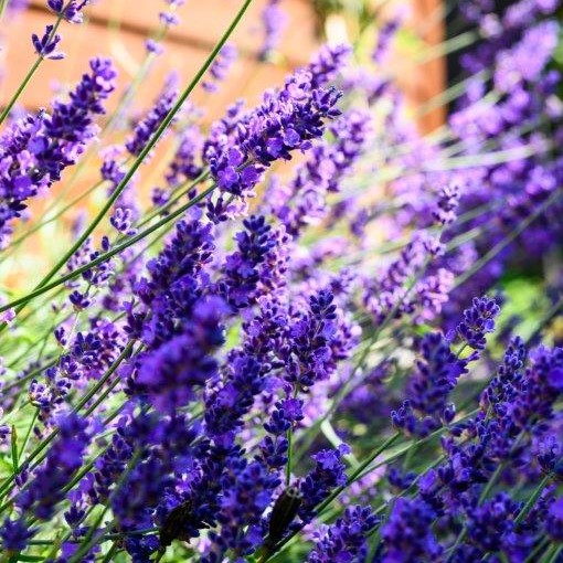lavendel